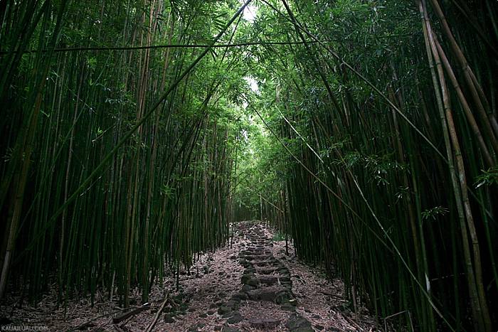 Hawaii Flora Bamboo
