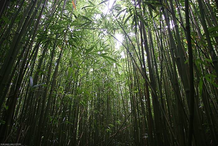 Hawaii Flora Ohe Bamboo